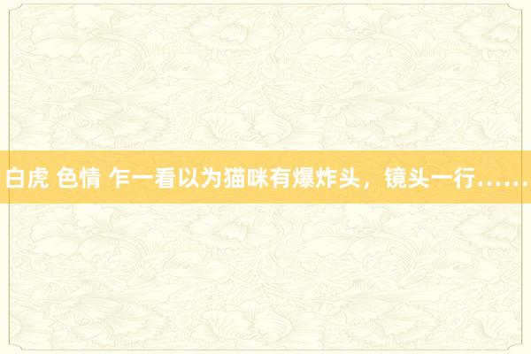 白虎 色情 乍一看以为猫咪有爆炸头，镜头一行……