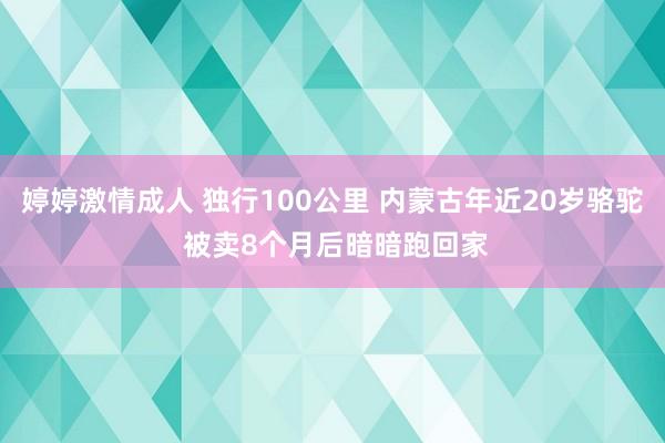 婷婷激情成人 独行100公里 内蒙古年近20岁骆驼 被卖8个月后暗暗跑回家