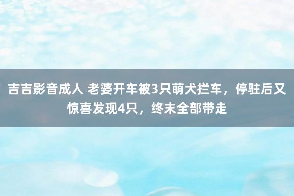 吉吉影音成人 老婆开车被3只萌犬拦车，停驻后又惊喜发现4只，终末全部带走
