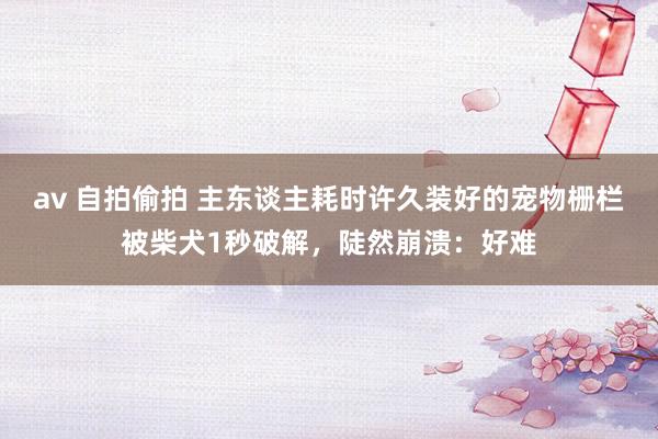 av 自拍偷拍 主东谈主耗时许久装好的宠物栅栏被柴犬1秒破解，陡然崩溃：好难