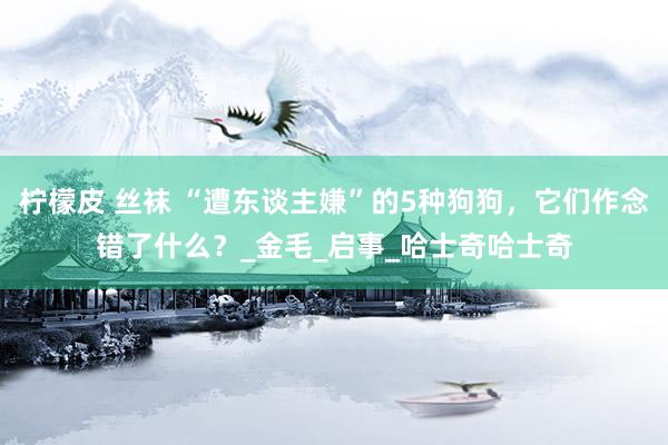 柠檬皮 丝袜 “遭东谈主嫌”的5种狗狗，它们作念错了什么？_金毛_启事_哈士奇哈士奇